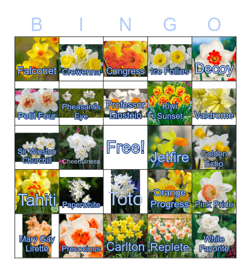 Daffodils Bingo Card