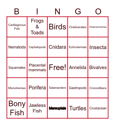 Animal Phyla Bingo Card