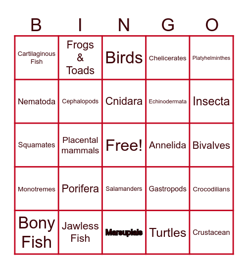 Animal Phyla Bingo Card