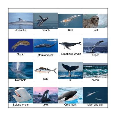 Whales Bingo Card