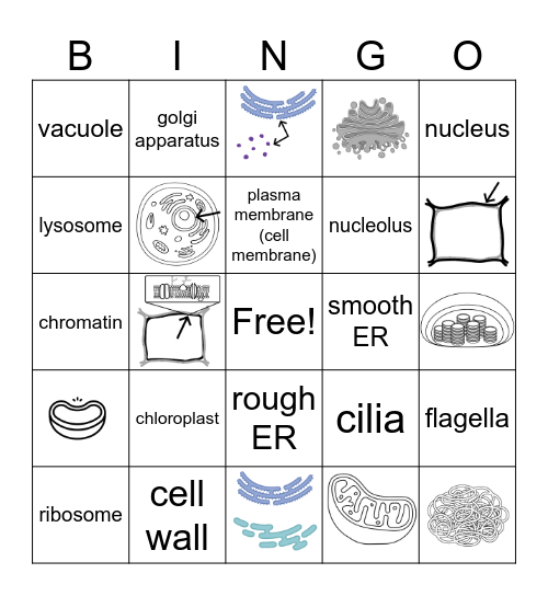 Cell Organelles Bingo Card