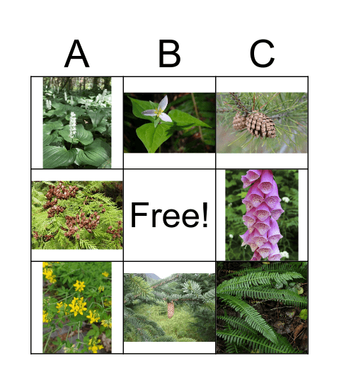 Enviro Plant Scavenger Hunt Bingo Card