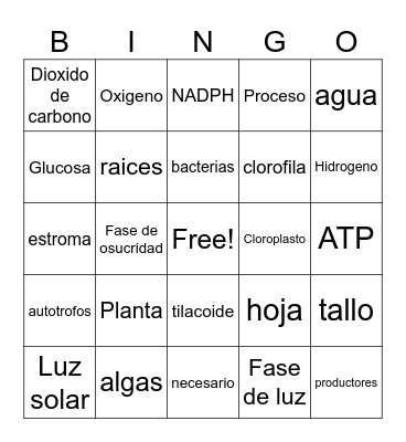 Fotosintesis Bingo Card
