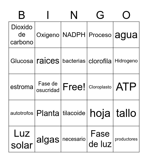 Fotosintesis Bingo Card