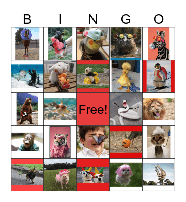 Funny Animals Bingo Card