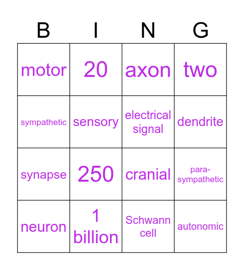 Nervous System Bingo Card