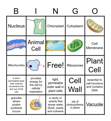 8.13A Cell Organelles Bingo Card