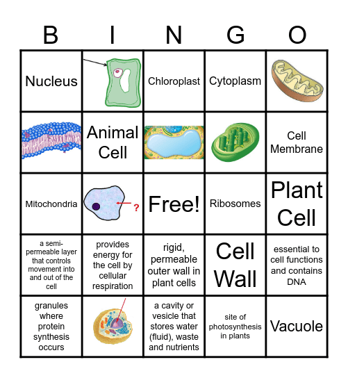 8.13A Cell Organelles Bingo Card