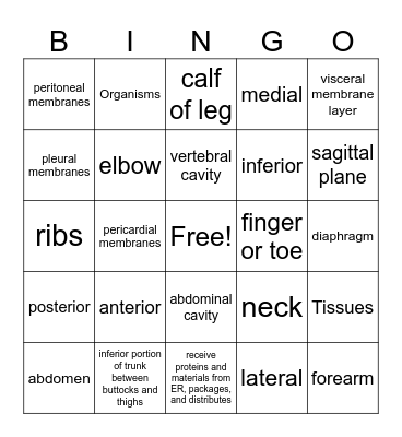Anatomy Chapter 1 Bingo Card