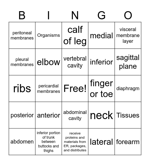 Anatomy Chapter 1 Bingo Card
