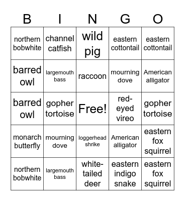 Wildlife judging species Bingo Card