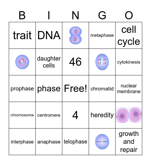 Mitosis Bingo Card