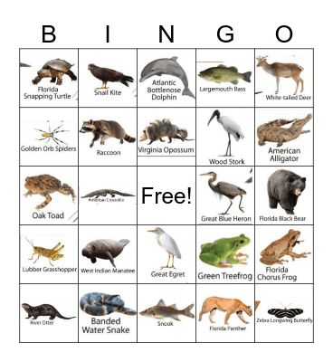 Everglades Animal Bingo Card