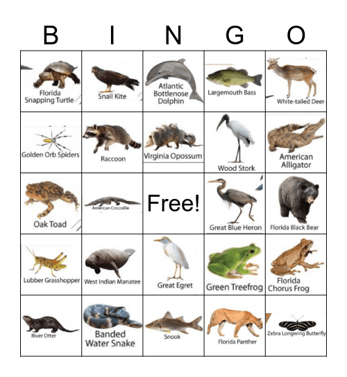 Everglades Animal Bingo Card