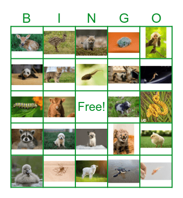 Spring Babies Bingo Card
