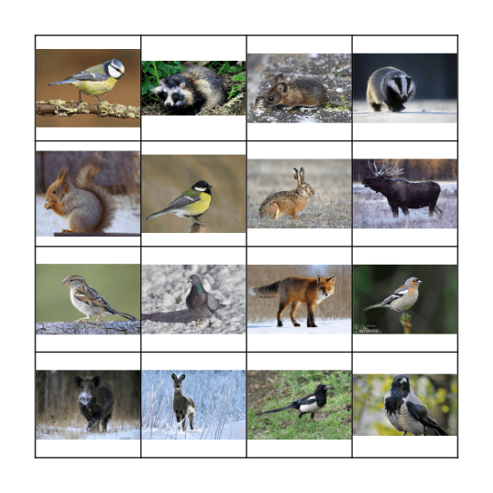 Metsloomad ja linnud Bingo Card