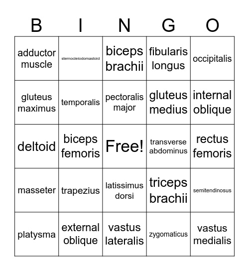 Major Muscles Bingo Card