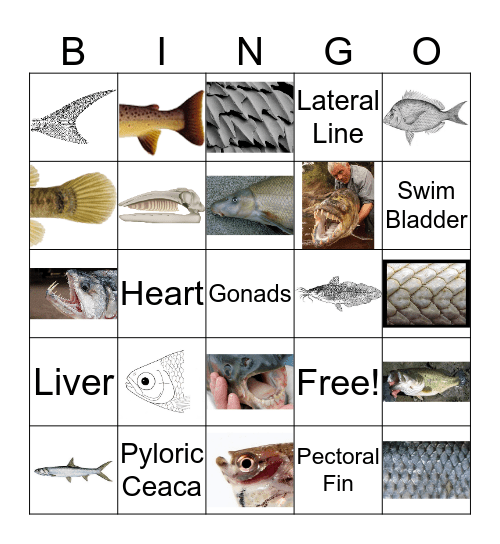Fish Anatomy Bingo Card