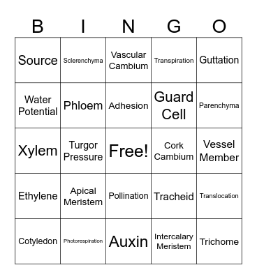 PLANT BIOLOGY GRADE11 Bingo Card