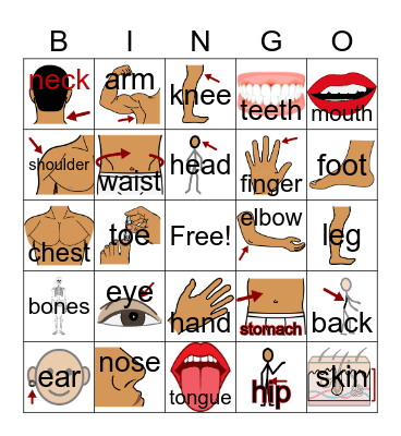 Body Part Bingo Card