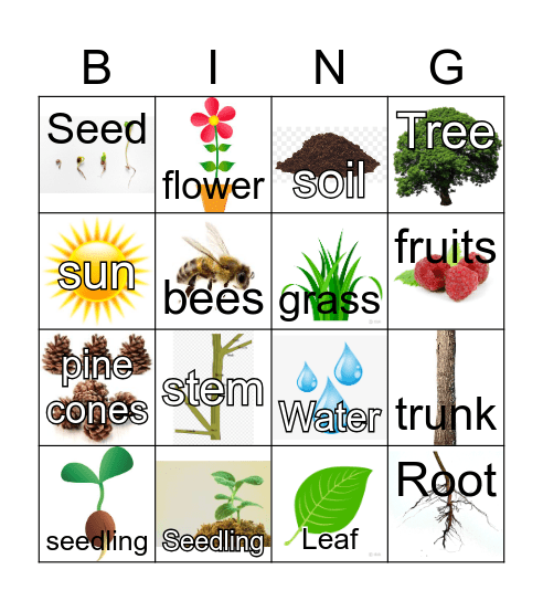 Plant Bingo: Plant Parts Bingo Card