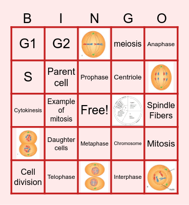 Mitosis Bingo Card