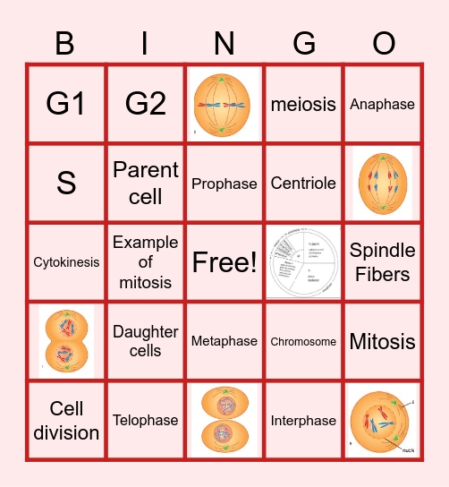 Mitosis Bingo Card