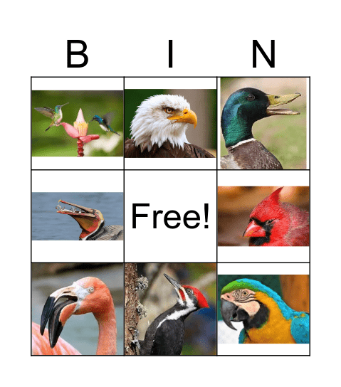 Bird Beaks Bingo Card