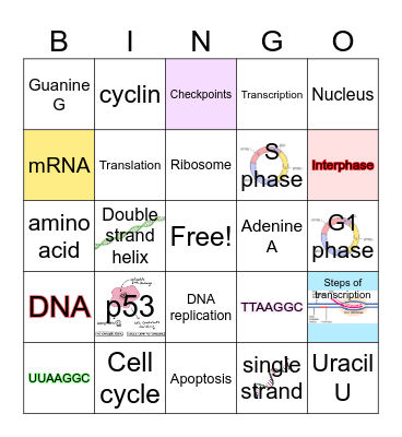 Replication, Transcription, Translation Bingo Card
