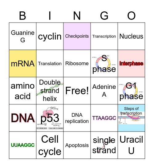 Replication, Transcription, Translation Bingo Card