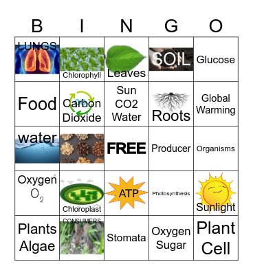 Photosynthesis Bingo Card
