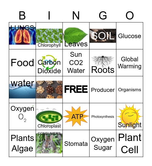 Photosynthesis Bingo Card