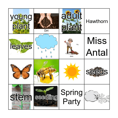 Plant life cycle Bingo Card