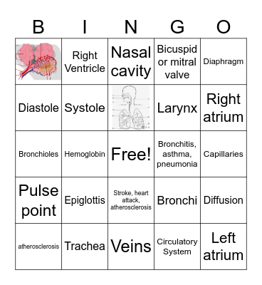Circulatory and Respiratory System Bingo Card