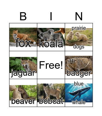 Mammals Bingo Card