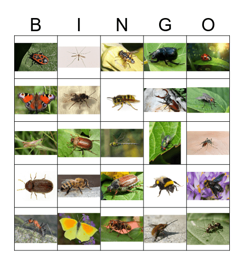 Insekten Bingo Card