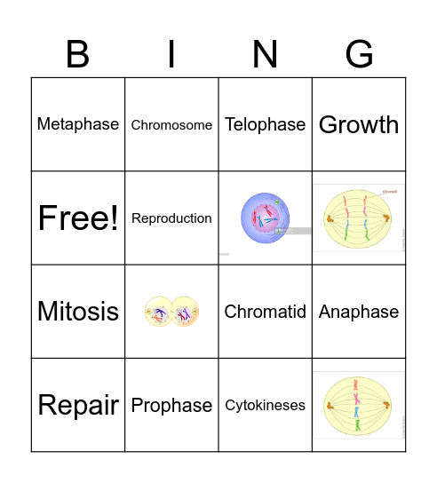 Stages of Mitosis Bingo Card