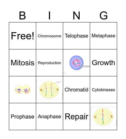Stages of Mitosis Bingo Card