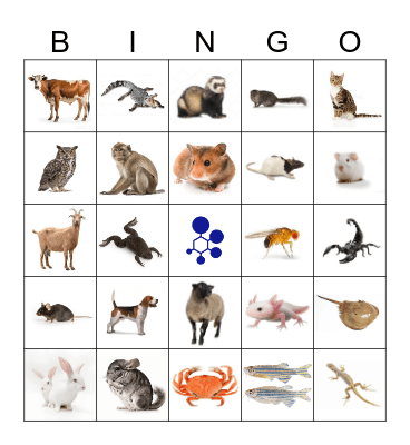 BRAD Bingo Card