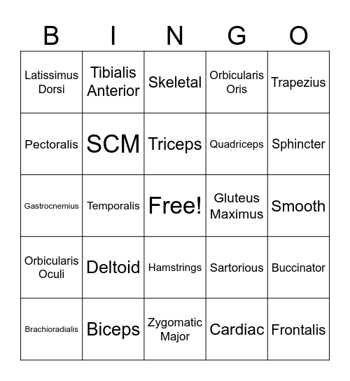 Muscular System BINGO Card