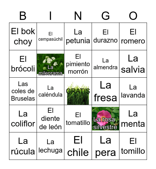 Las familias de las plantas Bingo Card