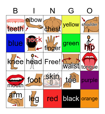 Body Part and Color Bingo Card