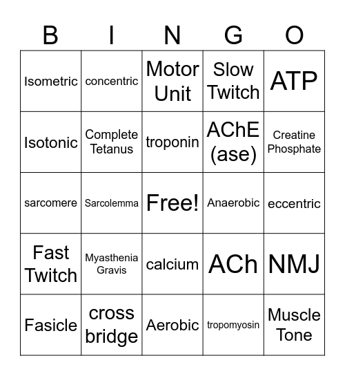 Muscular A&P Stack 2526 Bingo Card
