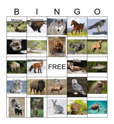 Canadian Animals Bingo Card