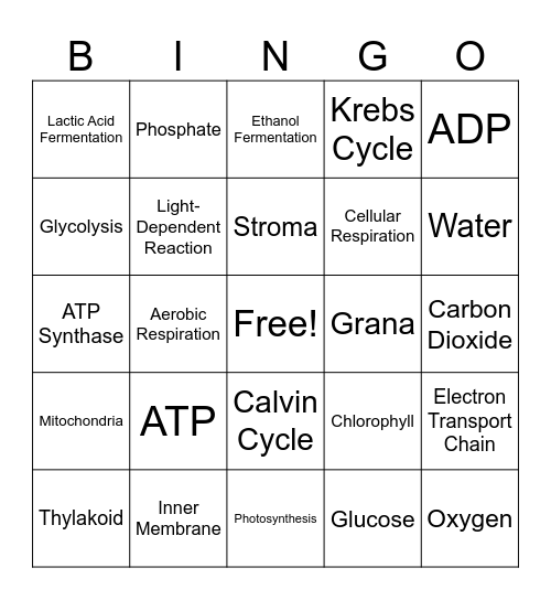 Bioenergetics Bingo Card