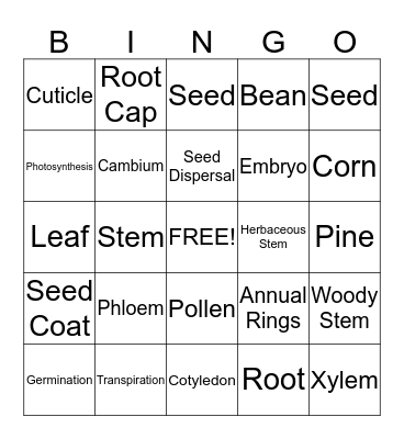 Seed Plants  Bingo Card
