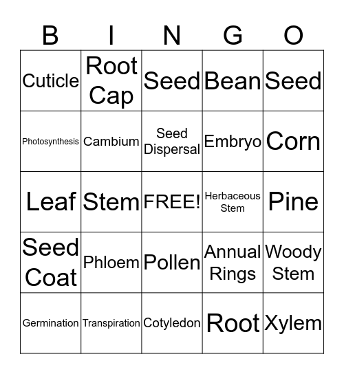 Seed Plants  Bingo Card