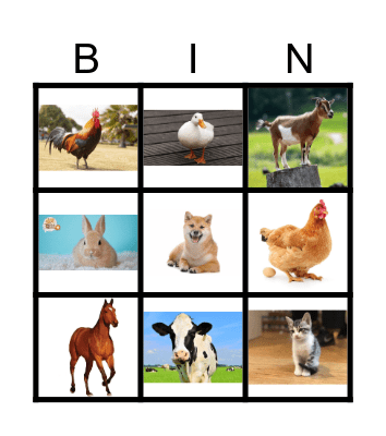 Domestic animals Bingo Card