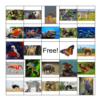 ANIMALS! Bingo Card
