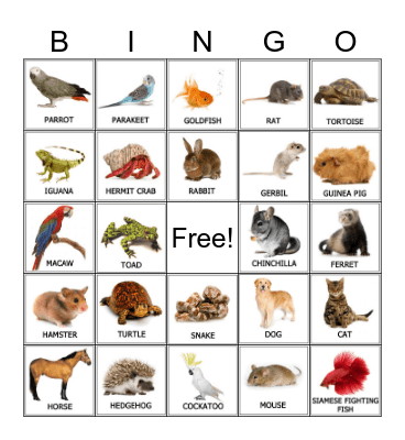 Pets Bingo Card